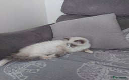 Ragdoll cats for sale: Female Ragdoll for sale - Image 3