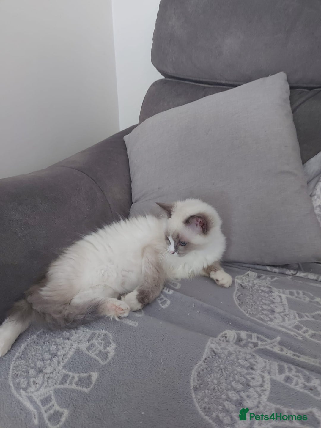 Ragdoll cats for sale: Female Ragdoll for sale - Image 3