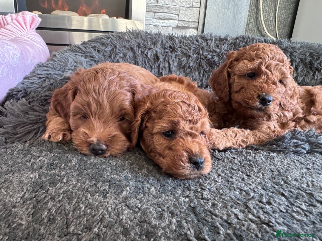 Cockapoo dogs for sale: Stunning Miniature Cockapoo puppies. - Advert 1