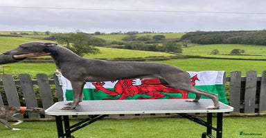 Whippet dogs - Advert 7