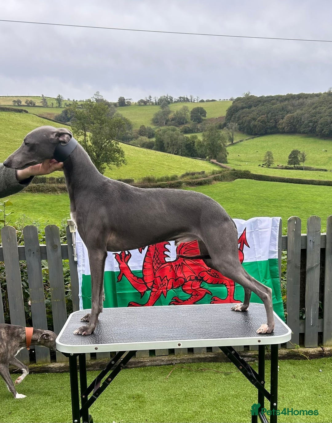 Whippet dogs for sale: Stunning kc reg whippet puppies  - Image 2