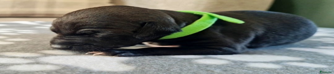 Italian Greyhound Puppy 4 (Ivy)