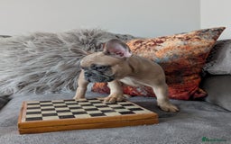 French Bulldog dogs for sale: KC registered ready to go french bulldog puppies  - Image 5