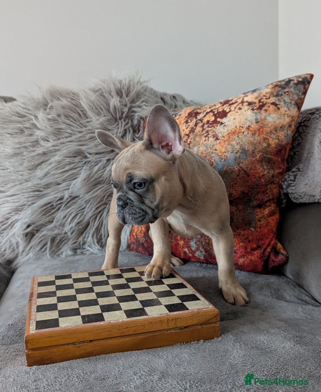 French Bulldog dogs for sale: KC registered ready to go french bulldog puppies  - Image 5