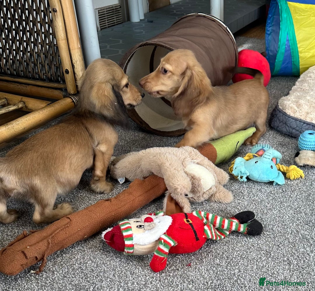 Miniature Dachshund dogs for sale: Gorgeous shaded cream boy and girl - Image 16