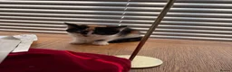 Mixed Breed cats for sale: Beautiful kittens for sale !! in Girvan - Advert 19