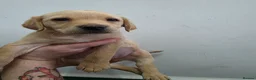 Labrador Retriever dogs for sale: 8 labrabdor puppies - Advert 14