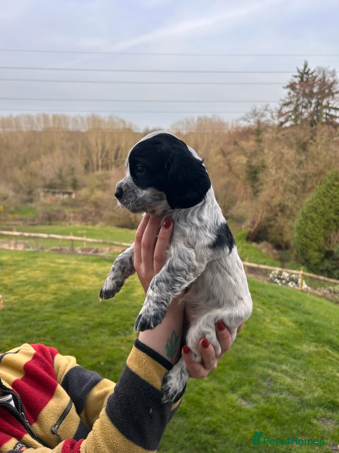 Cocker Spaniel dogs for sale:  KC Registered Working Cocker Spaniel Puppies in Droitwich - Advert 2
