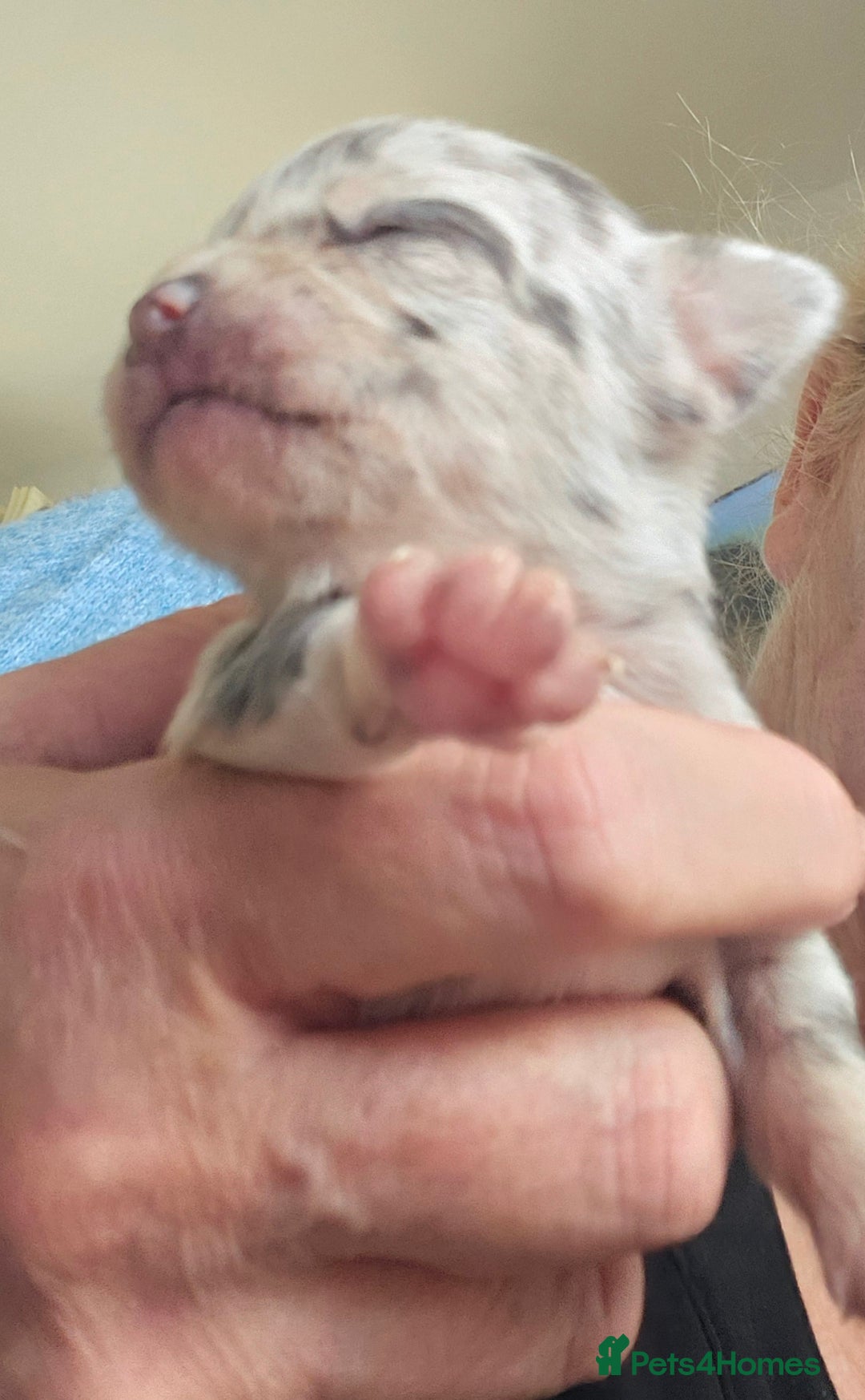 Chihuahua dogs for sale: Beautiful  Blue and Merle Chihuahua  - Image 2