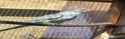 Ringnecks birds for sale: Indian Ringneck - Advert 9
