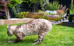 Bengal cats for sale: Majestic Blue-eyed Snow Bengal-TICA-Champion line - Image 9
