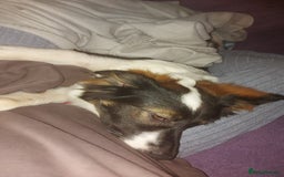 Mixed Breed dogs for adoption: Tilda  - Image 21