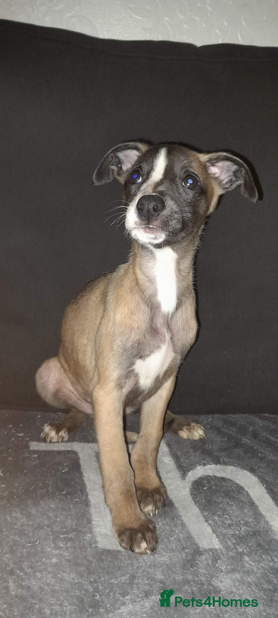 Whippet dogs whippet pups 3 girls available  - Advert 14