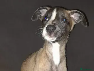 Whippet dogs whippet pups 3 girls available - Advert 14