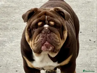 English Bulldog dogs Grandson of the Legendary City’s Ace - Advert 19