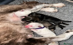 Miniature Schnauzer dogs for sale: 🐾 STUNNING KC REG MINIATURE SCHNAUZERS 🐾 - Image 3