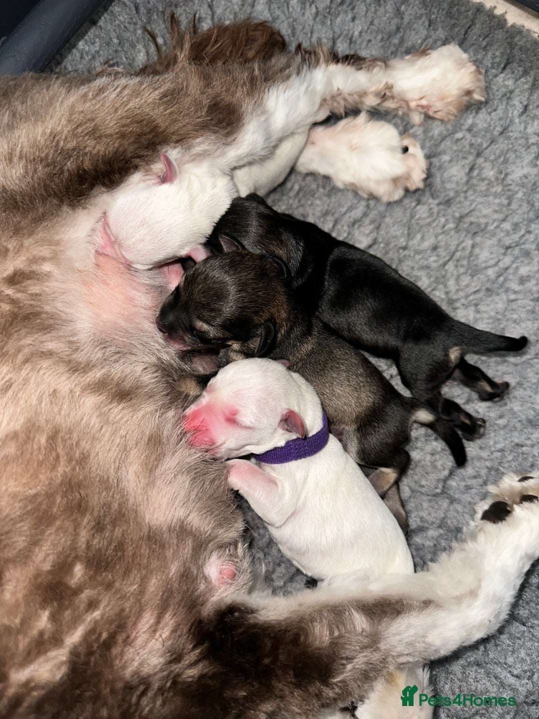 Miniature Schnauzer dogs for sale: 🐾 STUNNING KC REG MINIATURE SCHNAUZERS 🐾 - Image 3