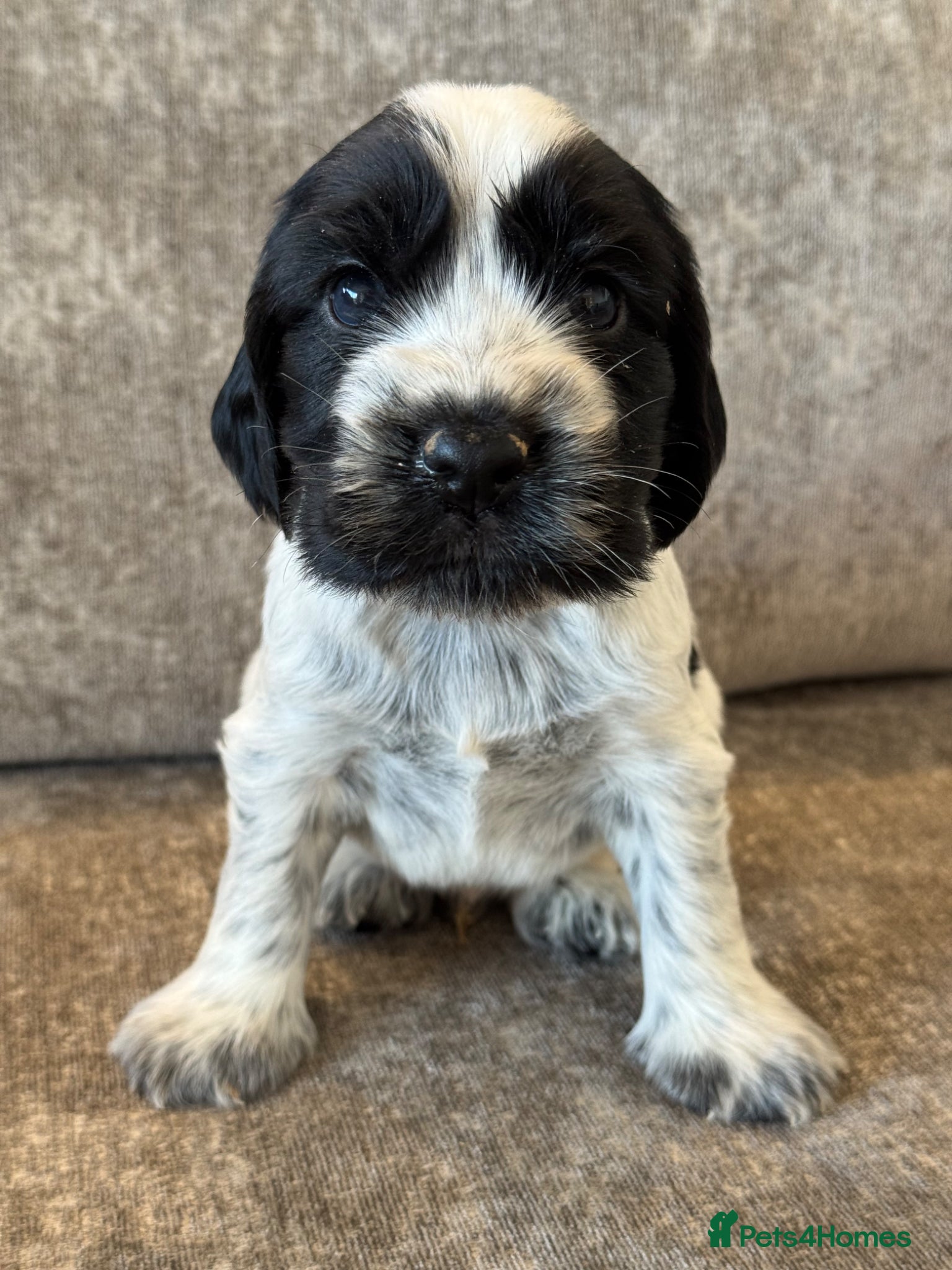 Cocker Spaniel dogs 100% SHOWTYPE KC REGISTERED COCKER SPANIELS - Advert 1