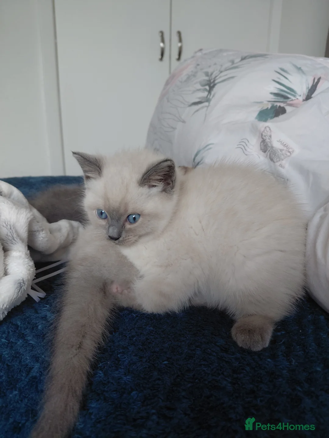 Mixed Breed cats for sale: Ragdoll mix kittens - Advert 2