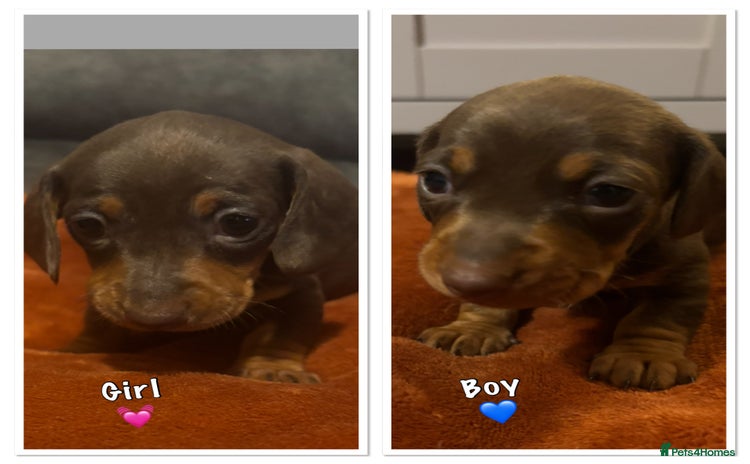 Miniature Dachshund dogs - Advert 4