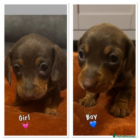 Miniature Dachshund dogs - Advert 2