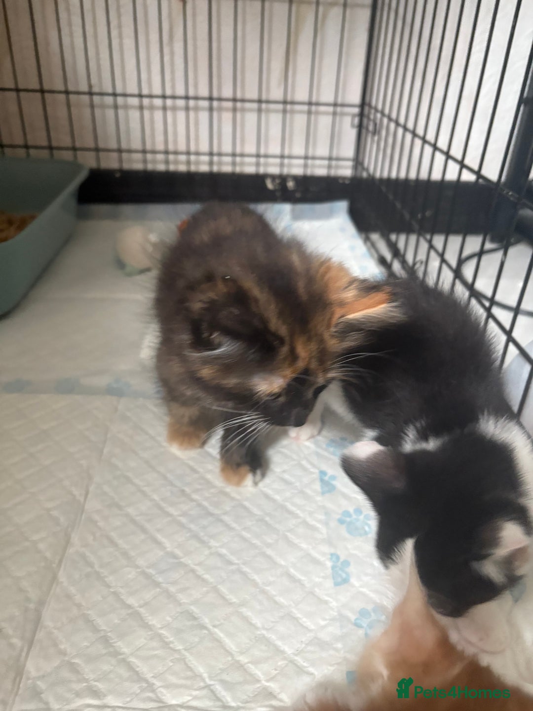 Mixed Breed cats for sale: Only 3 kittens left! - Image 33
