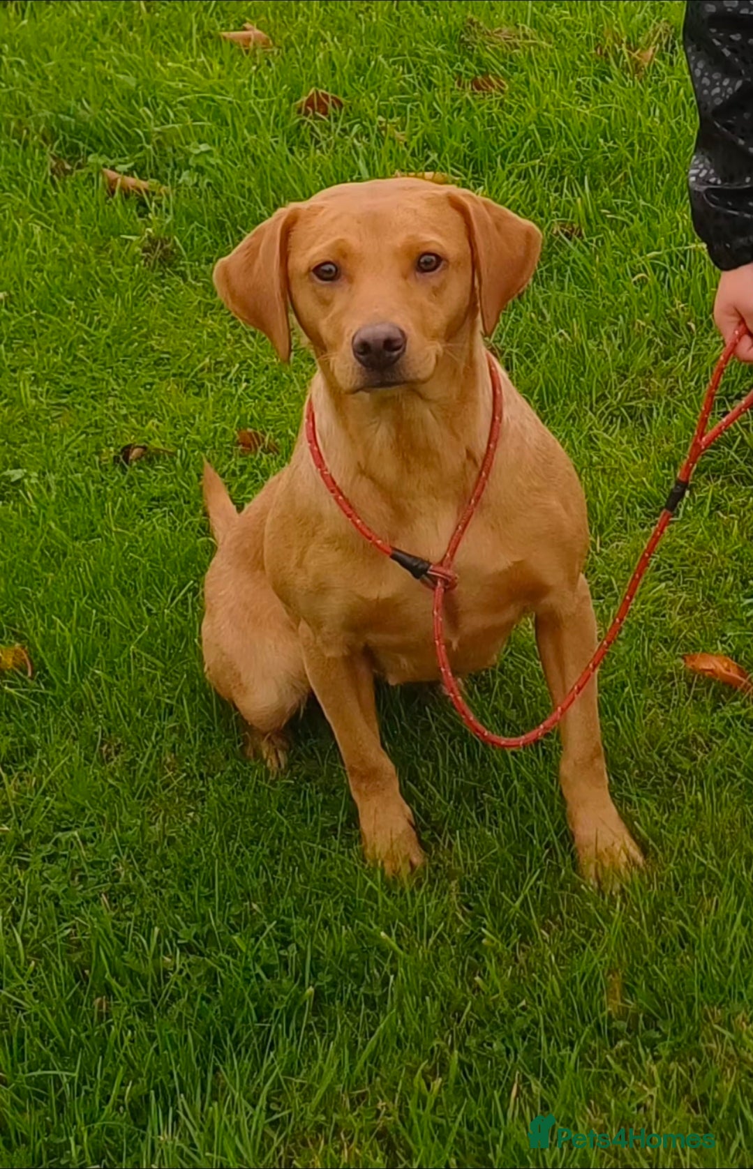 Labrador Retriever dogs Red Labrador Puppies - Advert 1