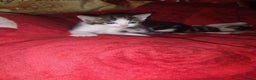 Mixed Breed cats for sale: Kittens are looking for homes  - Advert 12