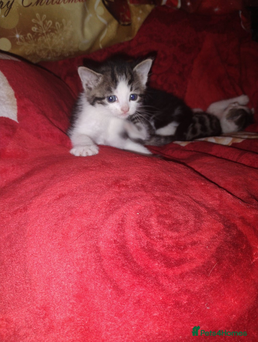 Mixed Breed cats for sale: Kittens are looking for homes  - Advert 12