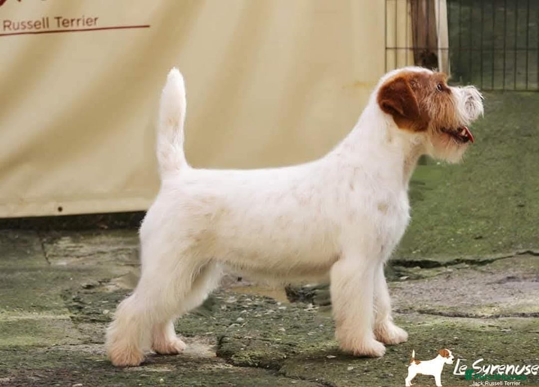 Jack Russell dogs for sale: KC Registered Jack Russell Terrier Male - Image 4