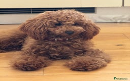 Toy Poodle dogs for sale: Female Toy Poodle  - Image 3