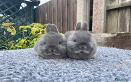 Netherland Dwarf rabbits for sale: Netherland Dwarf Babies & Adults available in Stoke-on-Trent - Image 20