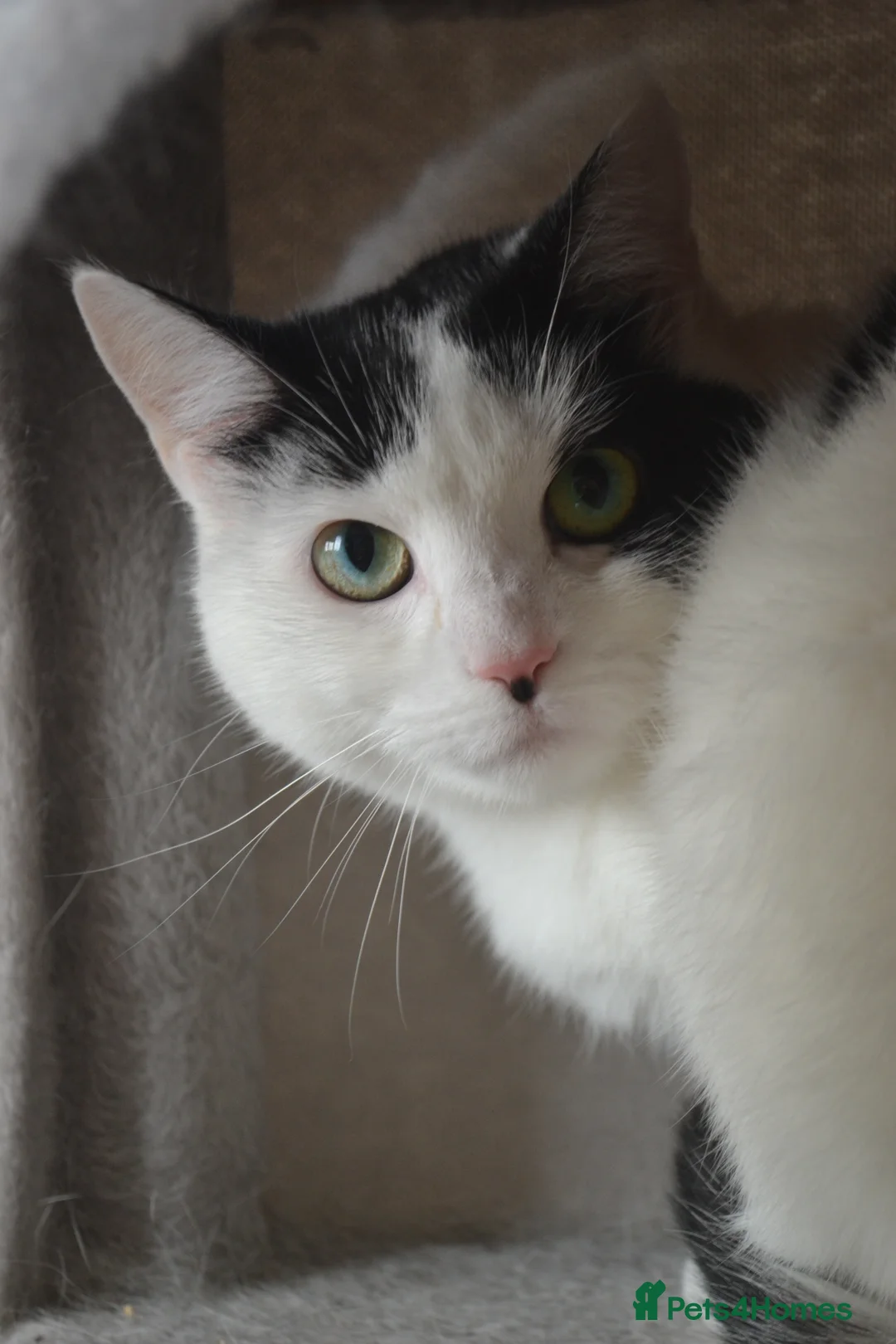 Mixed Breed cats for sale: Indoor home needed for two very friendly cats - Advert 2