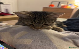 American Shorthair cats for sale: 6 month old tabby  - Image 2