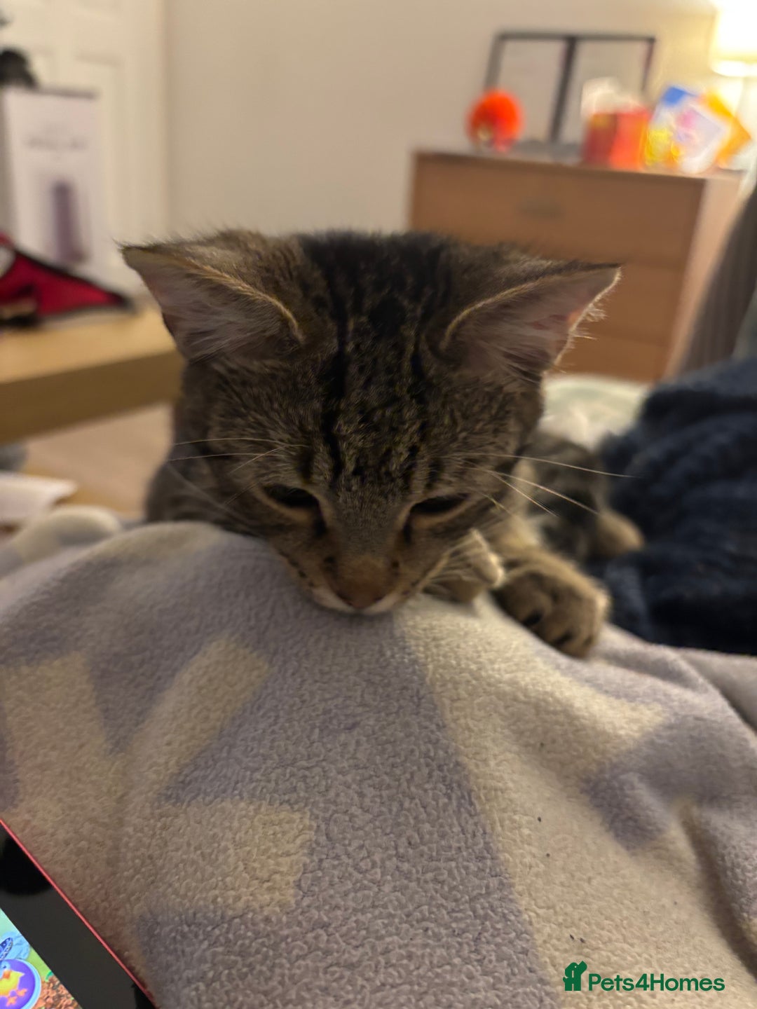 American Shorthair cats for sale: 6 month old tabby  - Image 2