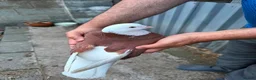 Pigeons birds for sale: FANCY WEST OF ENGLAND TUMBLERS - Advert 5