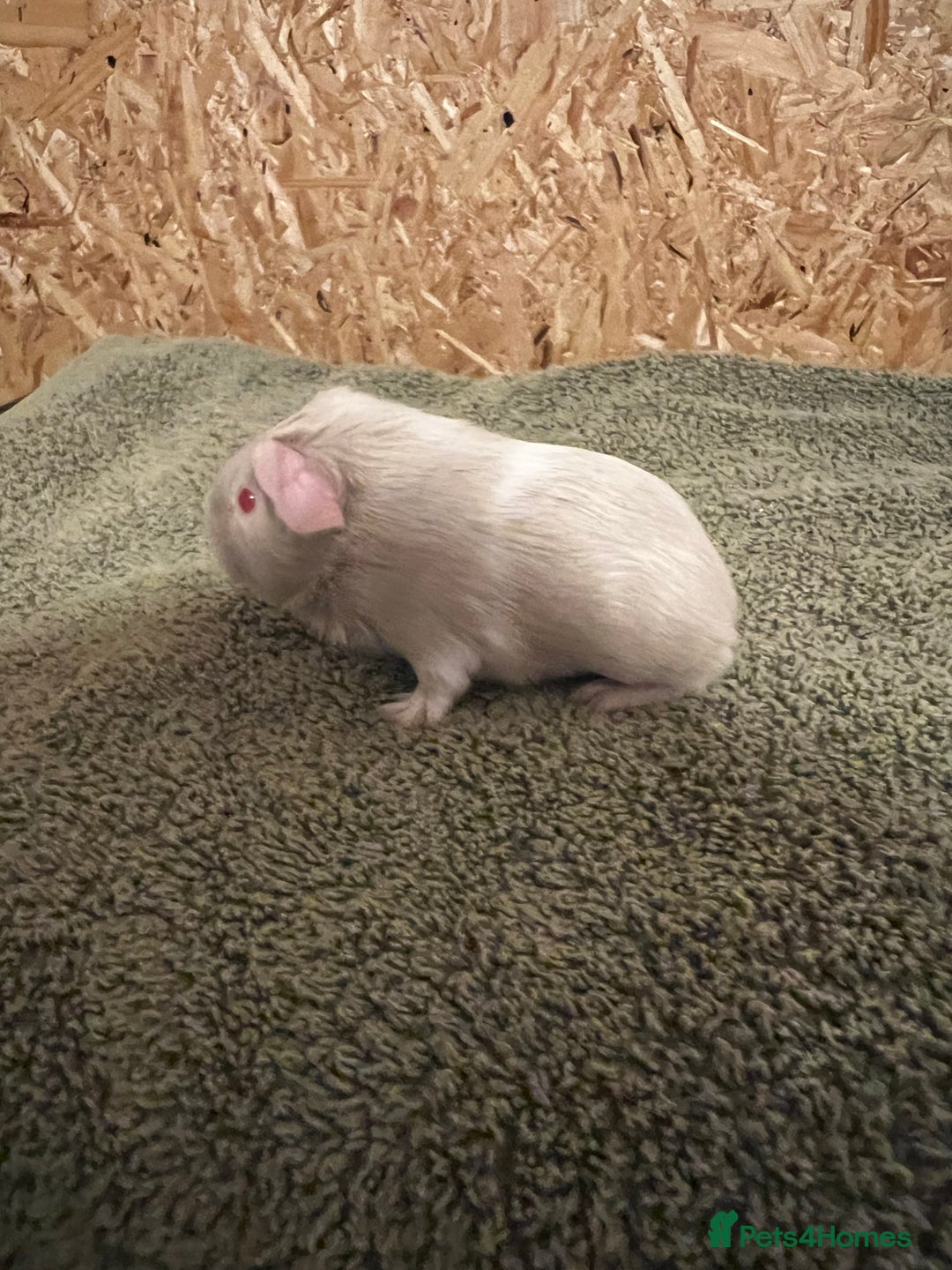 Guinea Pig rodents for sale: baby guinea pig - Advert 27