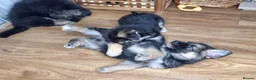 Shepsky dogs for sale: Stunning German Shepherd × Husky/Akita Puppies  in Much Wenlock - Advert 16
