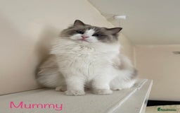 Ragdoll cats for sale: 🐾🩷*TICA REG* EU RAGDOLL KITTENS🌟 DNA CLEAR 🩵🐾 - Image 20
