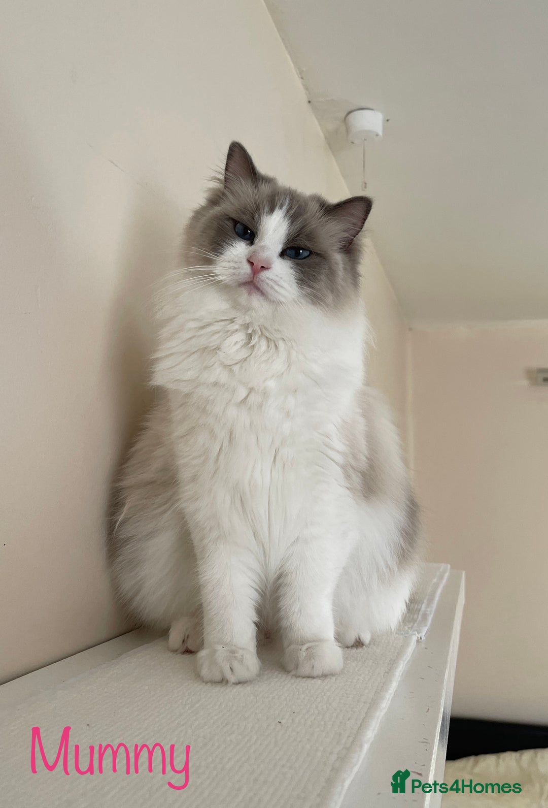 Ragdoll cats for sale: 🐾🩷*TICA REG* EU RAGDOLL KITTENS🌟 DNA CLEAR 🩵🐾 - Image 20