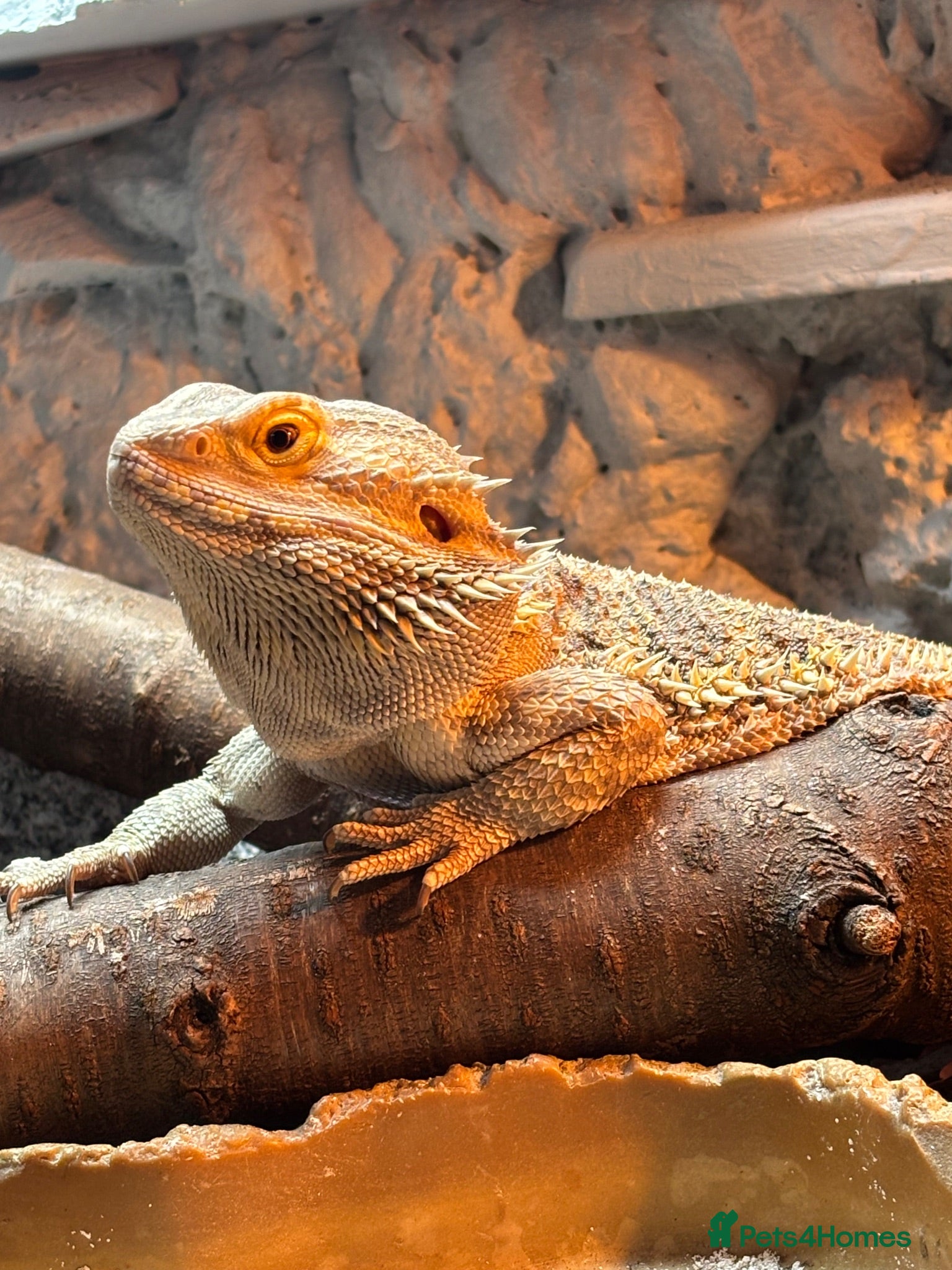 Bearded Dragon reptiles Bearded Dragon + Enclosure - Advert 1