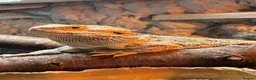 Bearded Dragon reptiles for sale: Bearded Dragon + Enclosure in Peterborough - Advert 1