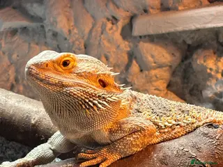 Bearded Dragon reptiles Bearded Dragon + Enclosure - Advert 1