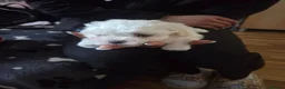 Bichon Frise dogs for sale: 4 lovely bichon frise puppies  - Advert 7