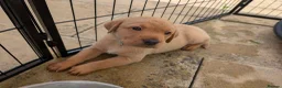 Labrador Retriever dogs for sale: Labrador puppies  in Oswestry - Advert 13