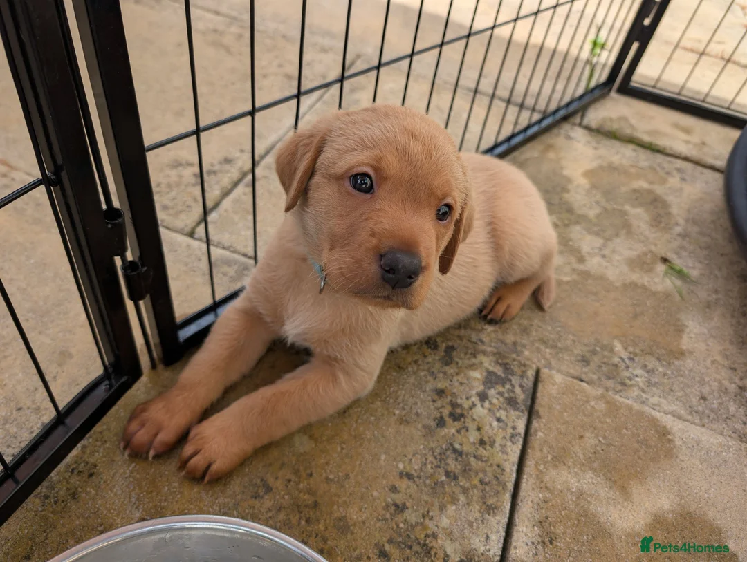 Labrador Retriever dogs for sale: Labrador puppies  in Oswestry - Advert 13