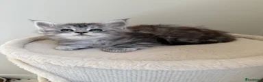 Maine Coon 4