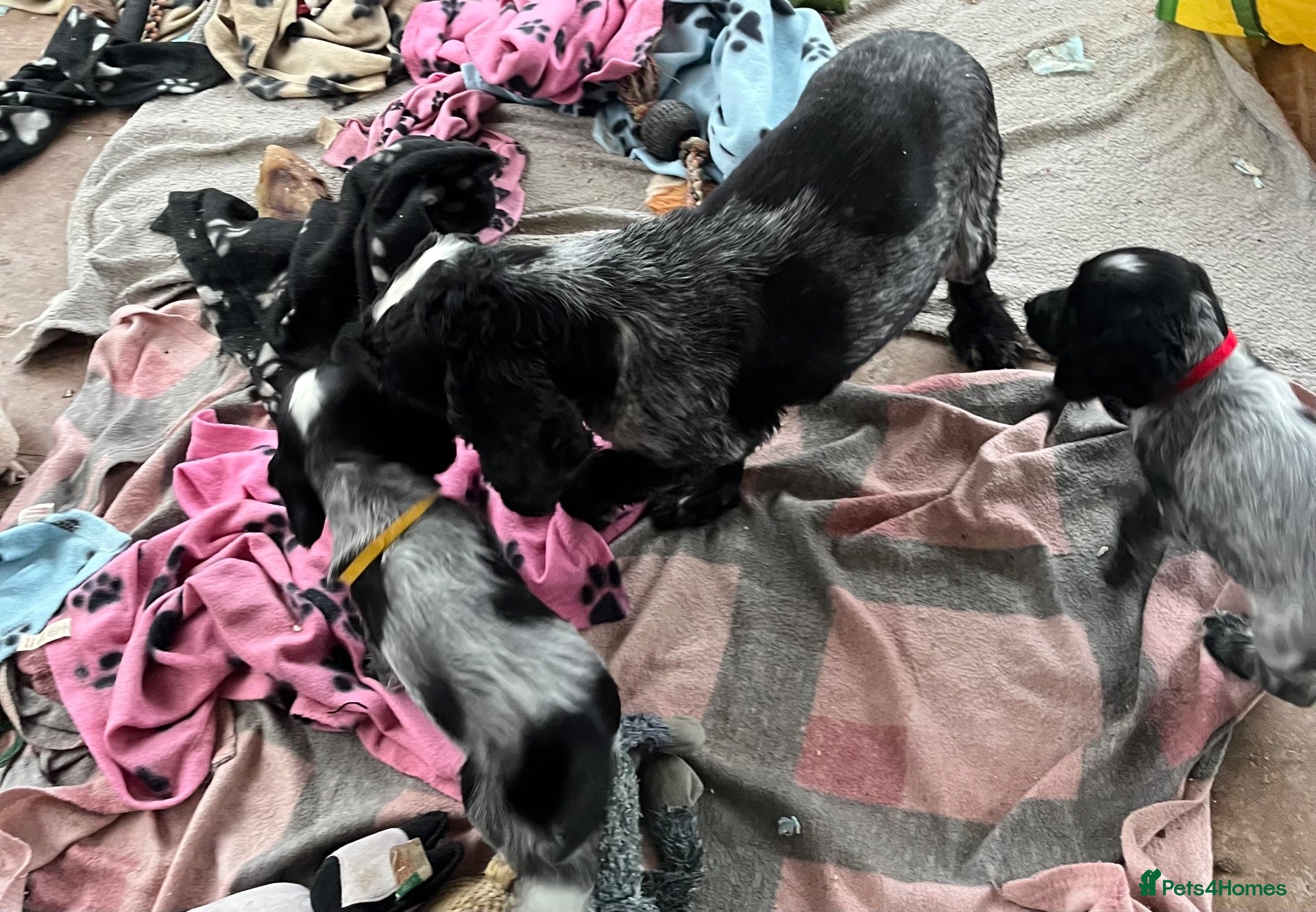 Cocker Spaniel dogs for sale: Stunning show type cocker spaniel puppies  - Advert 2