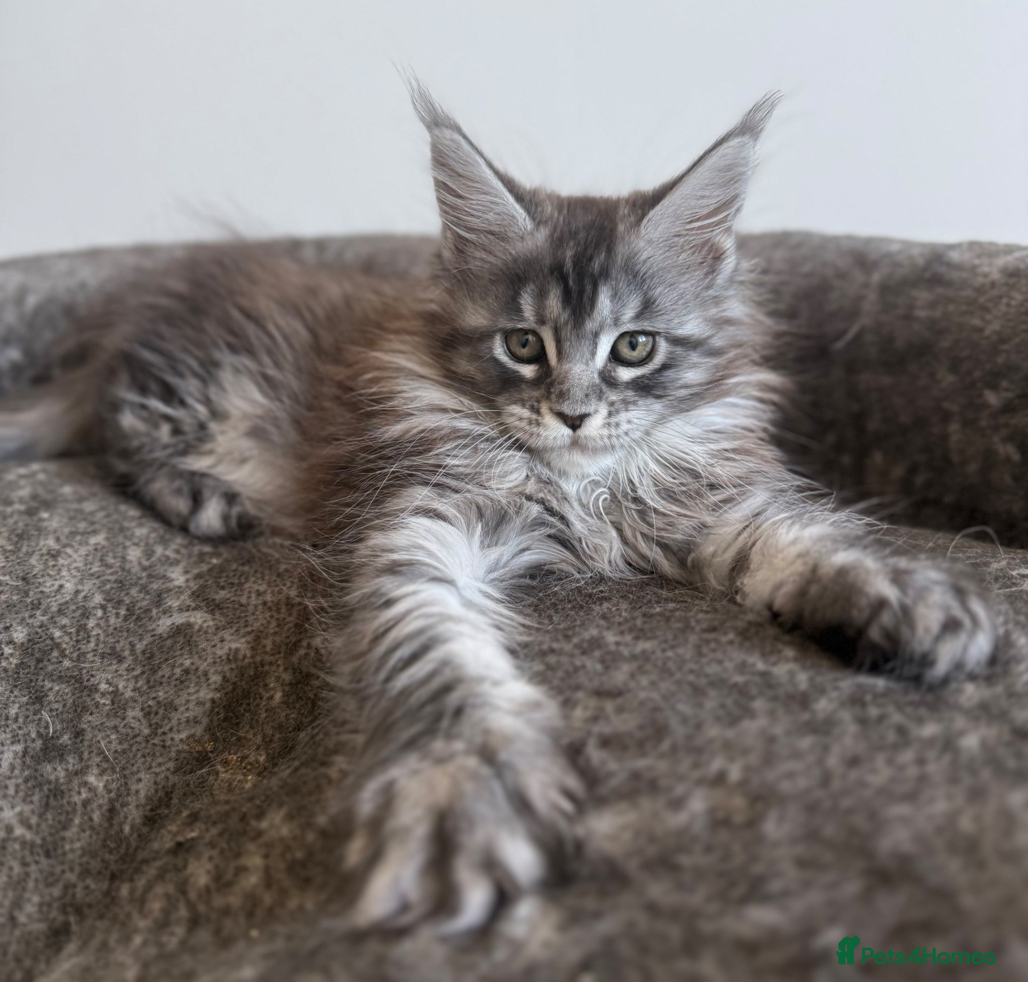 Maine Coon cats Champion line kittens 🥰 - Advert 2