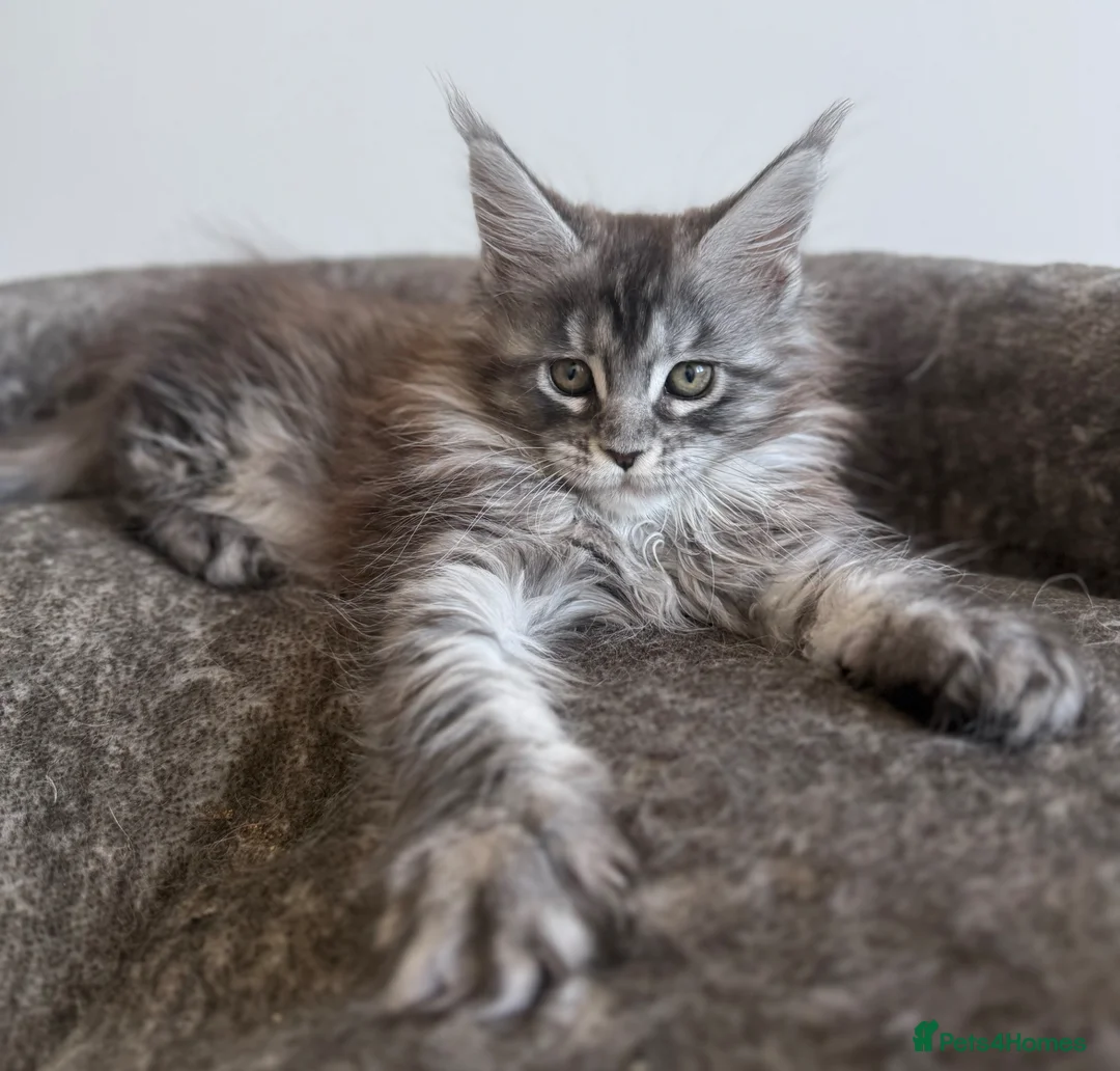 Maine Coon cats for sale: Champion line kittens 🥰 - Advert 2